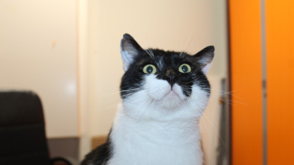 Cluses : les abandons d'animaux ne cessent d'augmenter Cluses : les abandons d'animaux ne cessent d'augmenter