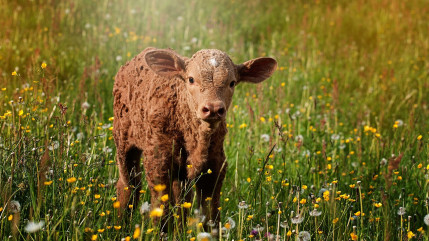 Contamines-Montjoie : Une quinzaine de veaux s'échappent, l'un d'eux retrouvé mort