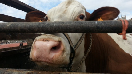 Dermatose en Savoie : des éleveurs se mobilisent pour lutter contre l’abattage d’un troupeau de 121 vaches