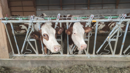 Dermatose nodulaire : Vingt foyers recensés en Haute-Savoie