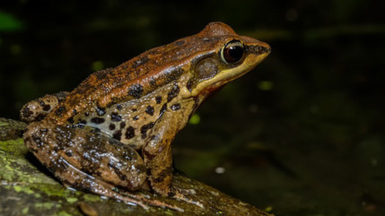 Des aménagements routiers en faveur des amphibiens en Haute-Savoie Des aménagements routiers en faveur des amphibiens en Haute-Savoie