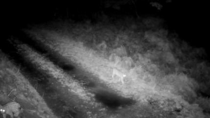 Deux jeunes lynx détectés dans le massif des Bauges en Savoie