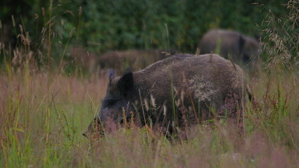 Deux Savoie : plus de 7 000 sangliers abattus lors de la dernière saison de chasse Deux Savoie : plus de 7 000 sangliers abattus lors de la dernière saison de chasse