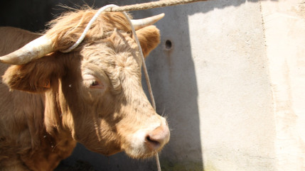 Entrelacs : la FDSEA dénonce l’arrêté préfectoral pris après la détection d'un foyer de dermatose nodulaire