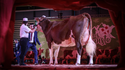 Eric Zemmour, ministre, socialistes : pourquoi Vaches en piste est si politique cette année ?