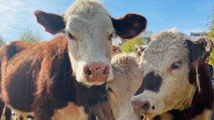 Grand succès pour l’Ancileviennerie 2024 avec plus de 25 000 visiteurs !