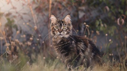 Haute-Savoie : Deux chats retrouv&eacute;s pendus, une enqu&ecirc;te ouverte