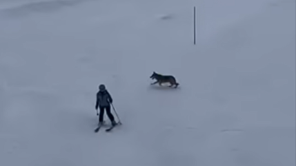 Haute-Savoie : un loup filmé sur les pistes de la station de Flaine