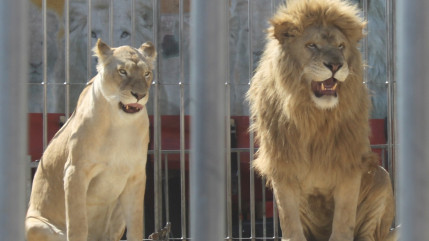 "Il est grand temps que la Ville réagisse, et vite !" : une association de défense des animaux attaque la mairie d'Annecy, des animaux sauvages créent des remous