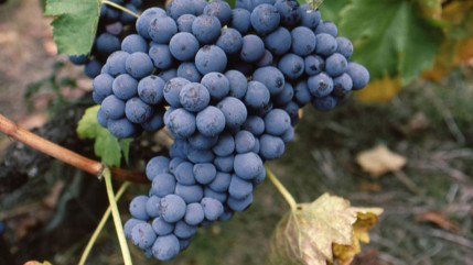 La belle évolution des vins de Savoie La belle évolution des vins de Savoie