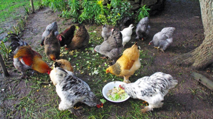 La fin de l’épisode d’influenza aviaire dans l’Ain