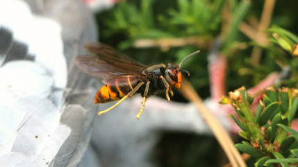 La Haute-Savoie veut lutter contre le frelon asiatique