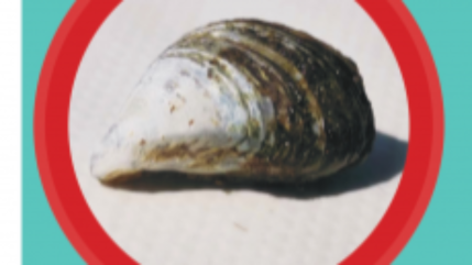 La moule Quagga arrive dans le lac d'Annecy