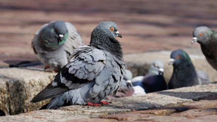 La Ville d’Annecy réagit à l’affaire des pigeons