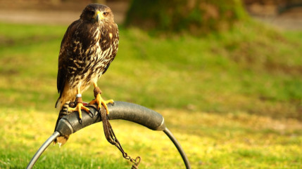 "Les rapaces ne sont pas des attractions" : pol&eacute;mique autour des Grandes M&eacute;di&eacute;vales d&rsquo;Andilly