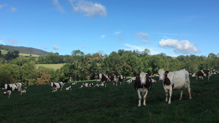 Pays de Savoie : 90% des des bovins vaccinés et les éleveurs indemnisés