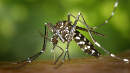 Pays de Savoie : Augmentation des cas de dengue et de chikungunya