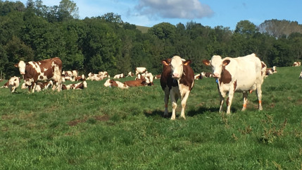 Pays de Savoie : Fin des restrictions liées à la dermatose nodulaire Pays de Savoie : Fin des restrictions liées à la dermatose nodulaire