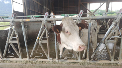 Pays de Savoie : Presque 50 foyers de dermatose recensés