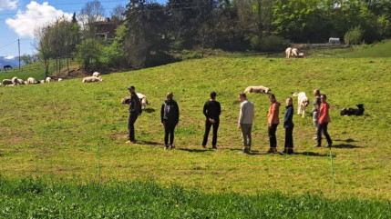 Pays du Mont-Blanc : comment r&eacute;agir face aux chiens de protection en montagne ?