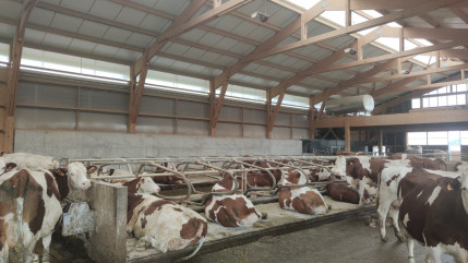 Plus d’obligation de pasteuriser le lait pour la fabrication des fromages