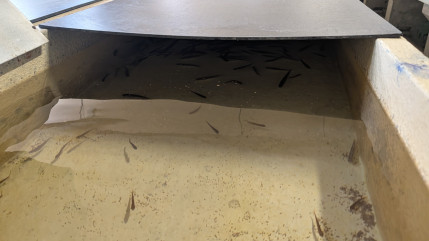 R&eacute;novation de la pisciculture d'Annecy : "L'eau du lac est trop chaude pour l'omble chevalier"