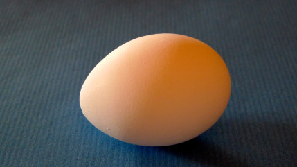 Rumilly : des PFAS détectés dans des oeufs