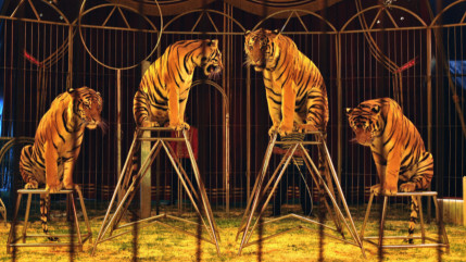 Rumilly : Une association se mobilise contre le cirque Star Circus
