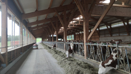 Savoie et dermatose : Violences et intimidations pour empêcher l'abatage d'un troupeau