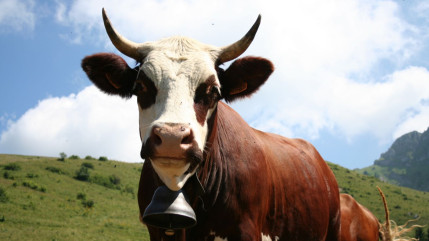 Savoie : La Fête de la Terre annulée à cause du foyer de dermatose