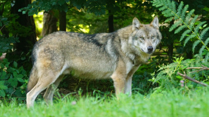 Tuer les loups plus facilement, "une bien triste nouvelle" pour l'AJAS Tuer les loups plus facilement, "une bien triste nouvelle" pour l'AJAS