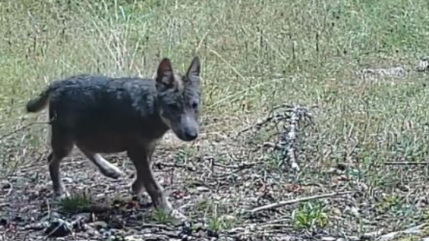 Un 1er cas de reproduction du loup observé dans l’Ain Un 1er cas de reproduction du loup observé dans l’Ain