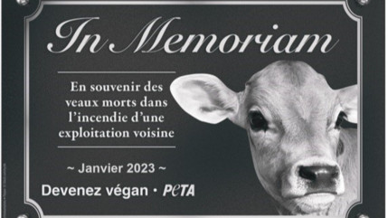 Une association réagit après l'incendie d'un bâtiment agricole à Yenne en Savoie Une association réagit après l'incendie d'un bâtiment agricole à Yenne en Savoie