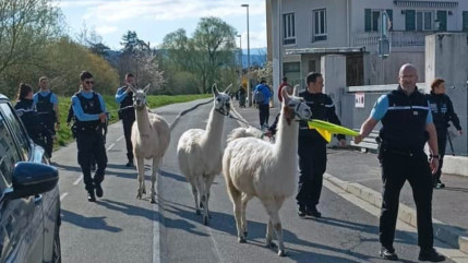 Une intervention pour le moins originale pour les gendarmes de Bonneville Une intervention pour le moins originale pour les gendarmes de Bonneville