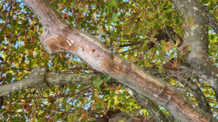Aix-les-Bains : une opération d’élagage et d’abattage d’arbres