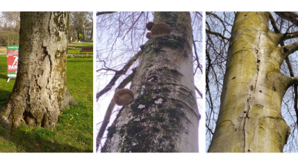 Une opération de démontage d’arbres à Aix-les-Bains
