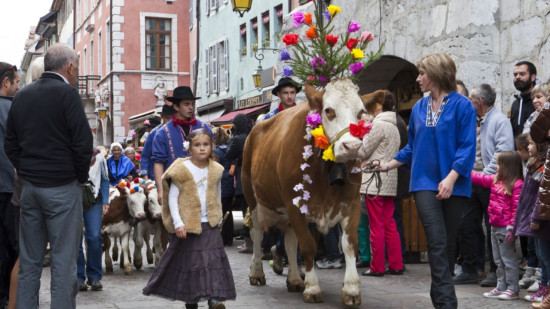 Annecy : Retour des Alpages ce samedi avec le grand retour des vaches !