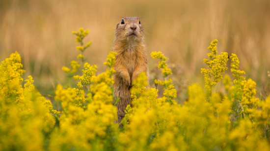 Chamb&eacute;ry : mobilisation contre la chasse &agrave; la marmotte