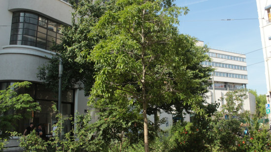 Chambéry : trois chantiers participatifs de végétalisation ouverts aux habitants en novembre