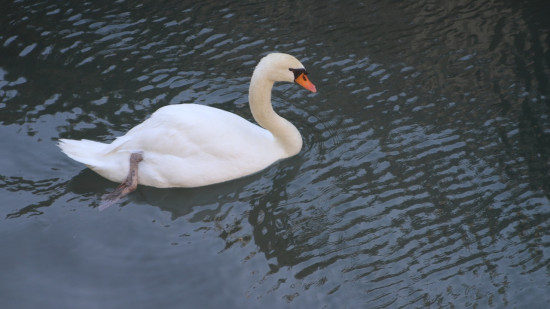 Grippe aviaire : un cygne infect&eacute; retrouv&eacute; &agrave; Annecy, les autorit&eacute;s appellent &agrave; la vigilance