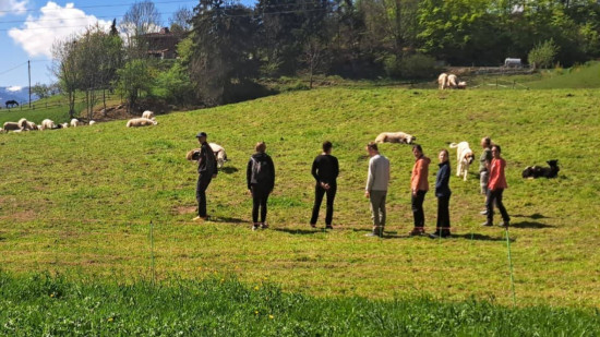 Pays du Mont-Blanc : comment r&eacute;agir face aux chiens de protection en montagne ?