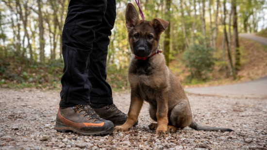 Pompiers de Haute-Savoie : Un chiot berger allemand rejoint l'effectif