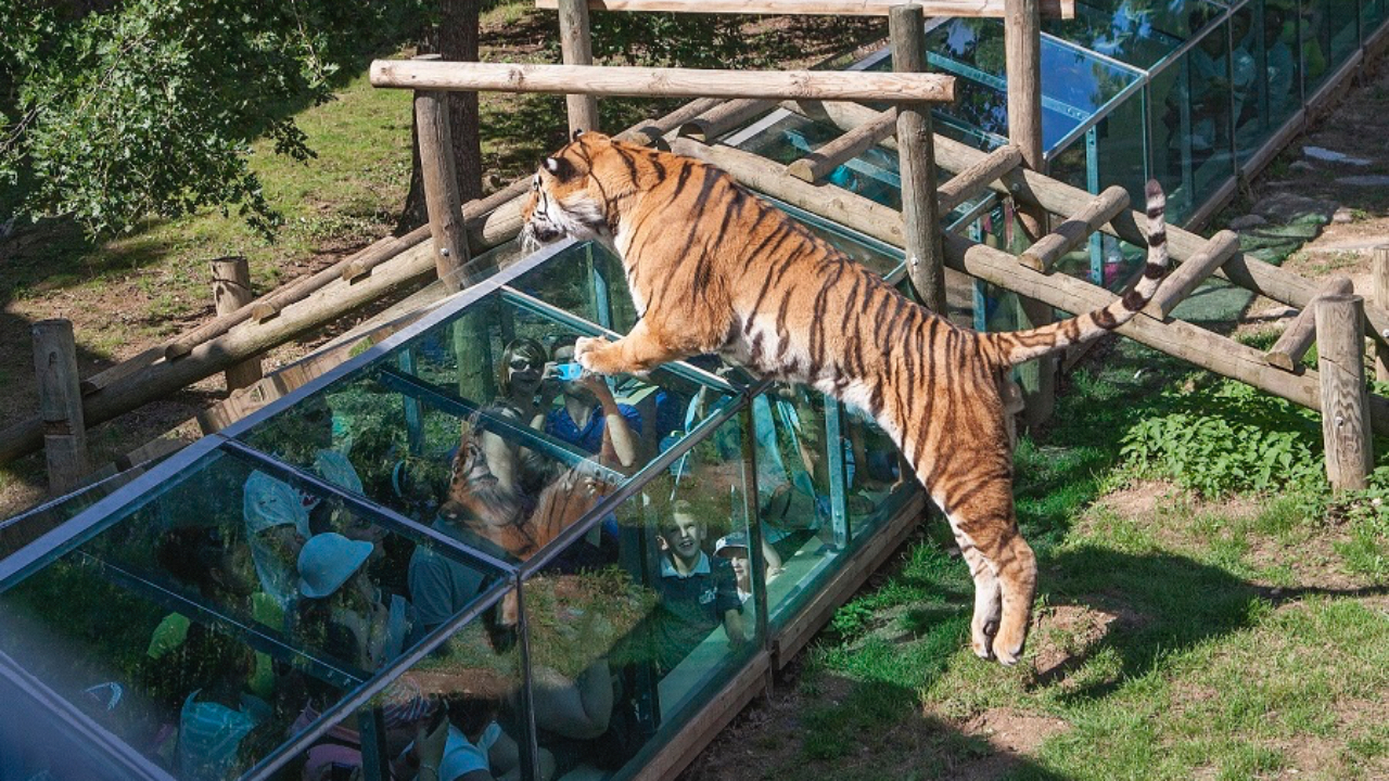 Évadez-vous en Auvergne-Rhône-Alpes au Safari de Peaugres ! Évadez-vous en Auvergne-Rhône-Alpes au Safari de Peaugres !