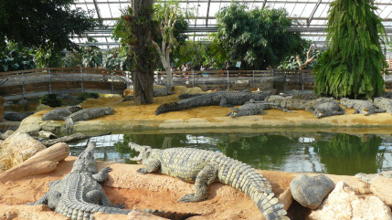 Évadez-vous en Auvergne-Rhône-Alpes à la Ferme aux Crocodiles ! Évadez-vous en Auvergne-Rhône-Alpes à la Ferme aux Crocodiles !